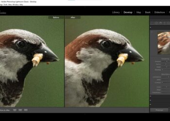 Fitur Denoise AI Lightroom Bisa Bikin Foto Jadul Terlihat Baru!