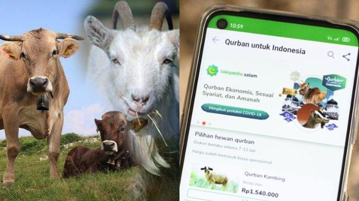 aplikasi qurban online