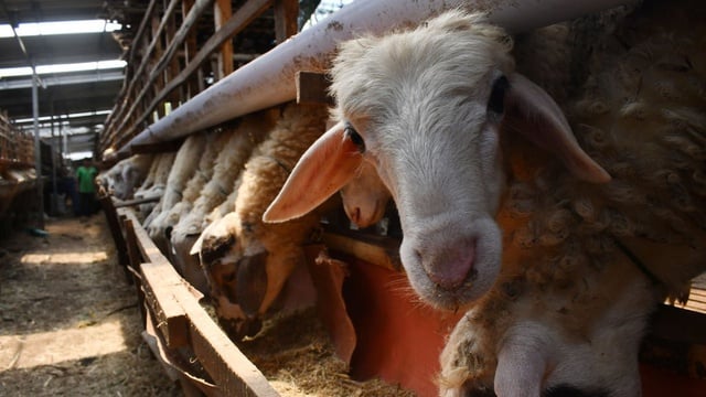 aplikasi qurban online